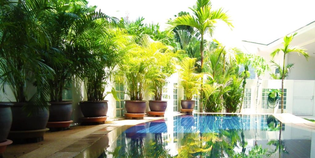 Coconut, Delta Village Phuket